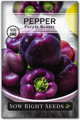 Sow Right Seeds - Semillas de pimiento Purple Beauty para plantar - Paquete de reliquia sin OMG con instrucciones para plantar y cultivar un huerto