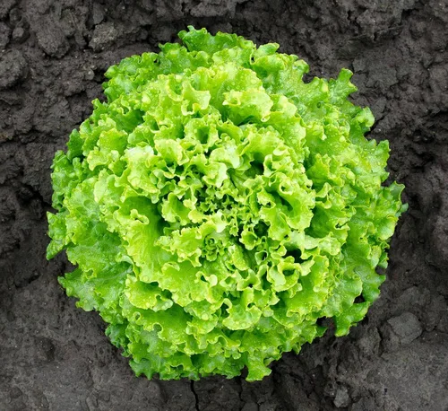 Miniatura 4 de Lechuga de hoja rizada más de 1000 semillas para plantar sin OMG