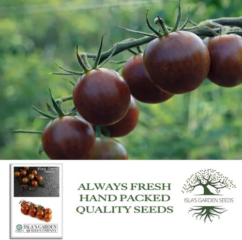 Miniatura 4 de Semillas de tomate cereza negra para plantar, más de 25 semillas de reliquia por paquete, semillas de jardín de Isla (semillas de jardín de Isla)