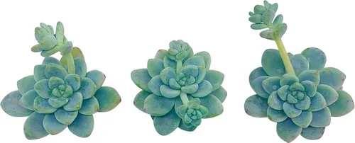 Miniatura 3 de Tallos de suculentas vivas (3 Sedum Clavatum), plantas suculentas vivas, planta suculenta sin raíces, plantas de interior vivas para decoración