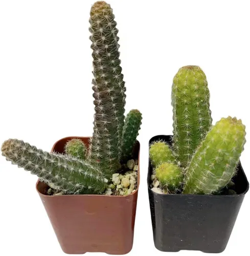 Miniatura 5 de Plantas suculentas vivas de USKC (juego de dos macetas de 2 pulgadas) (Anacampseros rufescens variegata)