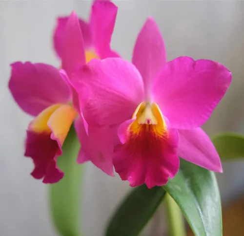 Miniatura 7 de Cattleya Orchid Hawaiian Starter Plants LL110 - 3 unidades de 4 a 6 pulgadas de alto, enraizadas en maceta de 2.5 pulgadas sin floración