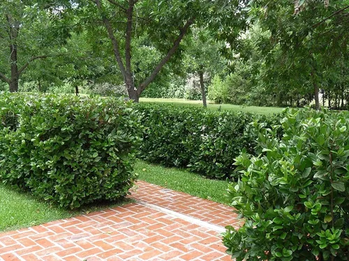 Miniatura 2 de Viburnum Suspensum - 10 plantas vivas - Cobertura de privacidad de hoja perenne