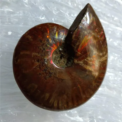 Miniatura 6 de LIXUAN Amonita Fósil Cleoniceras Iridesce Amonita Arco iris Espécimenes fósiles Amolita de Madagascar Fósil