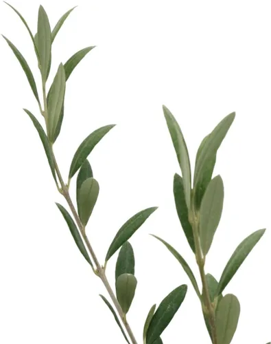 Miniatura 7 de American Plant Exchange - Olivo arbequina – Planta viva en maceta de 5 pulgadas, árbol frutal, variedad comestible resistente al frío