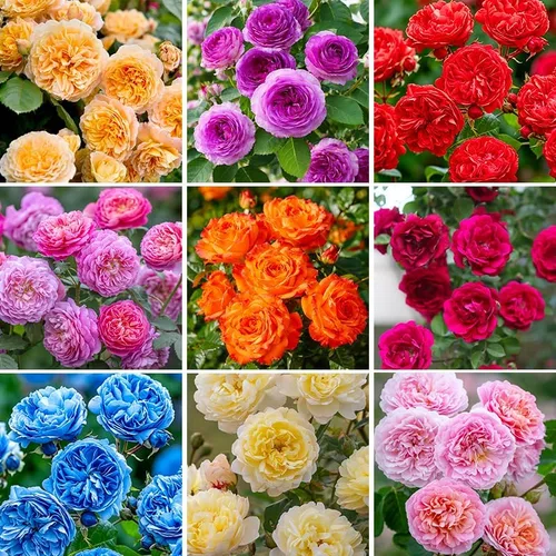 Más de 230 semillas de rosas trepadoras para plantar, flor de vid trepadora perenne fragante