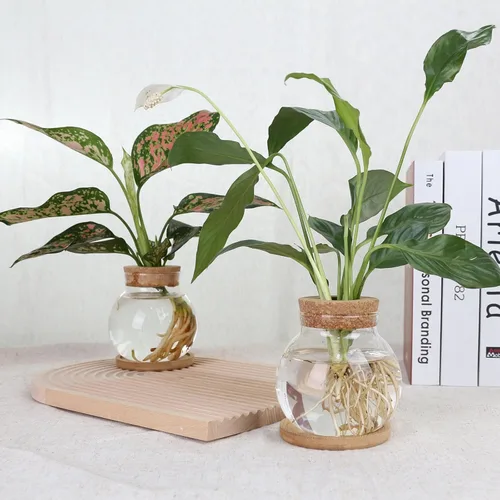Miniatura 4 de Estación de Propagación de Plantas CHPINDAM, Jarrones de Contenedor de Vidrio Hidropónico, con Plato de Madera para Escritorios, Casas, Decoraciones