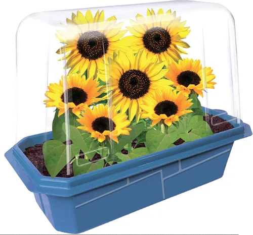 Miniatura 9 de Toys by Nature - Terrario de brotes de plátanos para interiores, suministros completos para cultivar mini plátanos comestibles en casa, las plantas