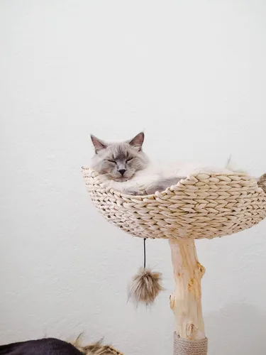 Miniatura 7 de Torre de Árbol para Gatos Moderna, Condominio de Lujo con Ramas Reales, Torre de Gatos de Madera, Árbol para Rascar Gatos, Condominio para Gatos