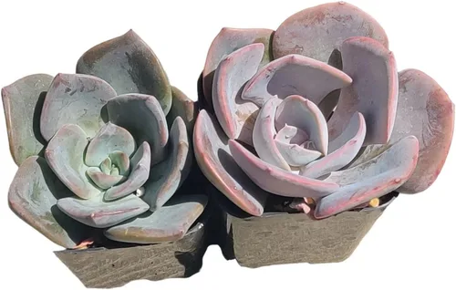 Miniatura 7 de Plantas de cactus suculentas vivas (juego de dos macetas de 2 pulgadas) (Crassula Estagnol Spiralis Starter)