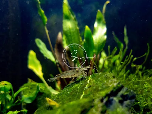 Miniatura 3 de Swimming Creatures™ 10 Camarones Amano Premium de Alta Calidad Caridina para Acuario de Agua Dulce Vivos