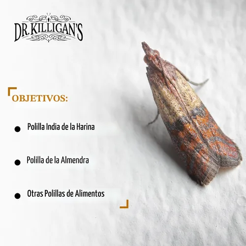 Miniatura 4 de Trampas para polillas para alacena de Dr. Killigan, atrae pestes por medio de feromonas, efectiva contra la polilla India de la harina, 100 % Negro