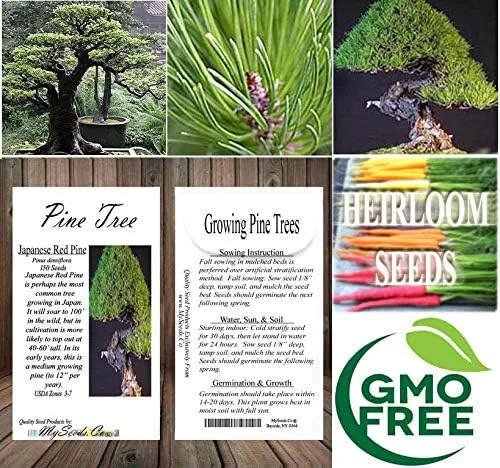 Miniatura 6 de Semillas para árbol de pino sin transgénicos de MySeeds.Co