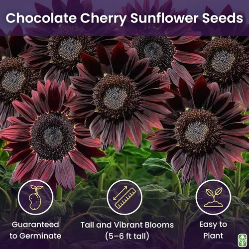 Miniatura 2 de Semillas de Girasol Chocolate Cherry para Plantar - Reliquia y Sin OGM - Paquete Grande de 200 Semillas de Girasol para Plantar en tu Jardín Casero