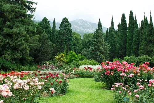 Miniatura 4 de Árbol de ciprés italiano 1 árbol extra grande de 3 galones Cupressus Sempervirens Plantas formales elegantes de estilo mediterráneo