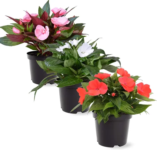 Miniatura 5 de Planta de lisimaquia viva (4 por paquete) y New Guinea Impatiens (3 por paquete) - Plantas con flores y arrastre
