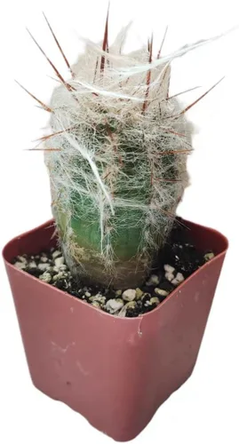 Miniatura 10 de Plantas de Cactus Suculentas Vivas (Maceta de 5 cm Echeveria Minima)