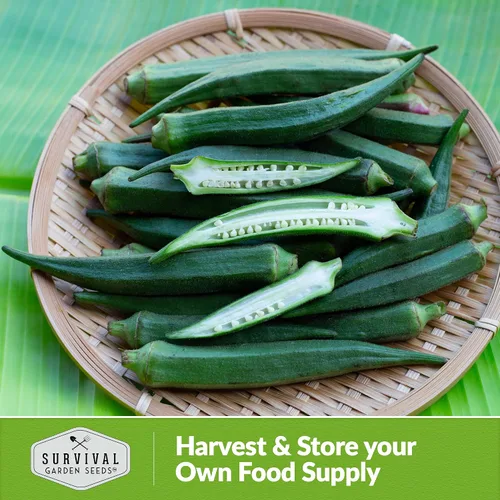 Miniatura 5 de Survival Garden Seeds - Semilla de okra sin espinas Clemson para plantar - Paquete con instrucciones para plantar y cultivar Okra tierna y grande