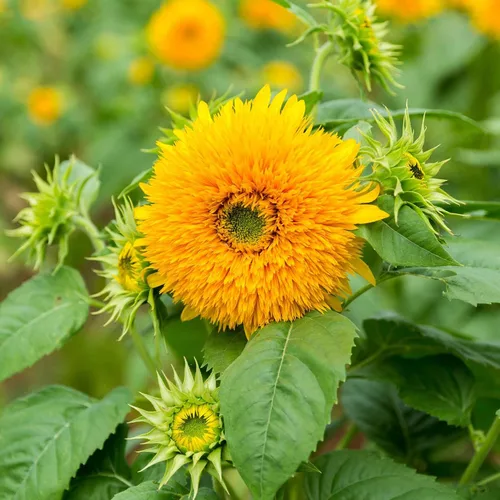 Miniatura 16 de Eden Brothers Semillas de girasol - Autumn Beauty