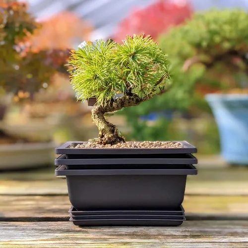 Miniatura 7 de Tinyroots Bonsai Soil Plus un paquete de tres macetas de entrenamiento para bonsái de seis pulgadas