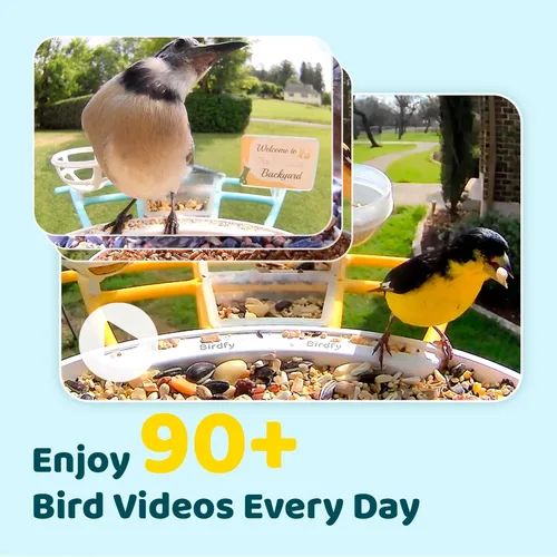 Miniatura 3 de NETVUE by Birdfy Pro Comedero Inteligente para Pájaros con Cámara y Panel Solar, Alertas de Llegada Instantáneas, Transmisión en Vivo y Visión