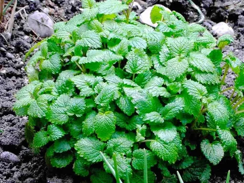 Miniatura 3 de Gaea's Blessing Semillas – Semillas de bálsamo de limón – Semillas sin OMG con instrucciones de siembra fáciles de seguir – 92% tasa de germinación