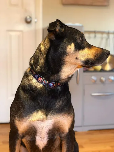 Miniatura 5 de Native Pup Lindo collar de elefante para perro, diseño africano único, regalo para los amantes del arte, nailon duradero en tamaño ajustable
