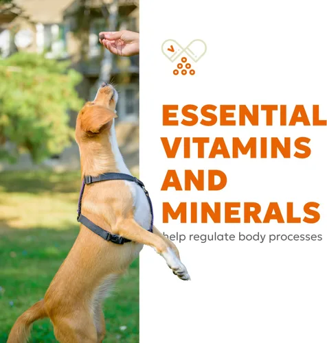 Miniatura 6 de Masticables suaves 10 en 1 para perros, apoyo avanzado para articulaciones, digestión, inmunidad, piel y pelaje, energía, músculos, huesos