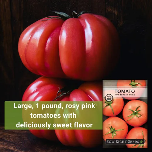Miniatura 3 de Sow Right Seeds - Semillas de tomate rosa Ponderosa para plantar - Paquete de reliquia sin OMG con instrucciones para plantar y cultivar un huerto
