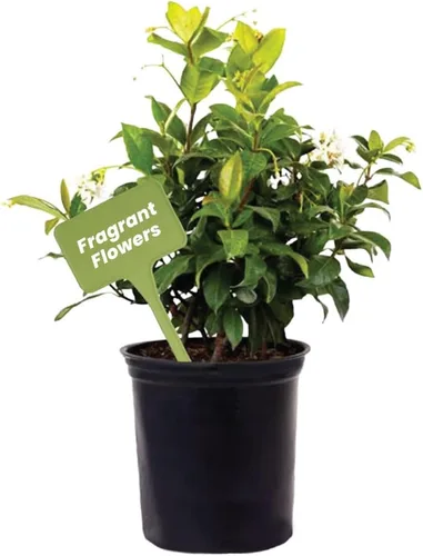 American Plant Exchange Live Confederate Jasmine – Maceta de 6 pulgadas – Vid floreciente fragante con hojas verdes brillantes, planta de exterior