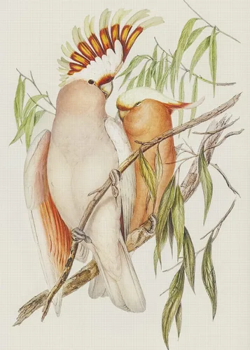 Miniatura 23 de Canguros australianos John Gould Counted Patrón de punto de cruz