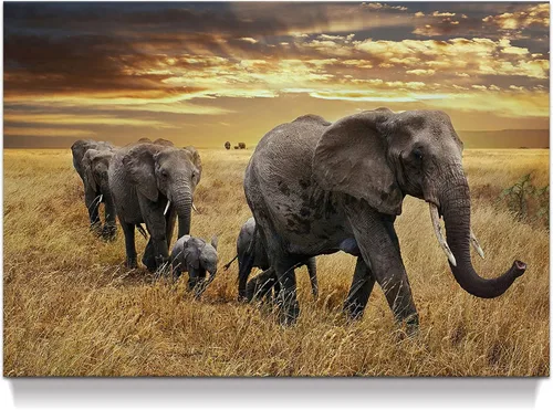 Miniatura 7 de Arte de pared blanco y negro de elefante – Pintura rústica en lienzo – Imagen de animales africanos – Obra de arte natural para decoración de baño