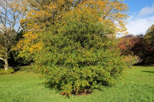 Miniatura 2 de 5 Laurel Oak Tree Quercus Hemisphaerica Native aka Darlington Coastal & Sand Laurel Oak Seeds