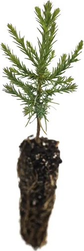 Miniatura 2 de Plantón pequeño de secoya gigante (sequoiadendron giganteum)