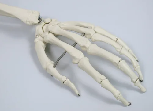 Miniatura 7 de 3B Scientific Modelo de esqueleto humano de plástico "Stan", 5 pies, soporte con ruedas., 1