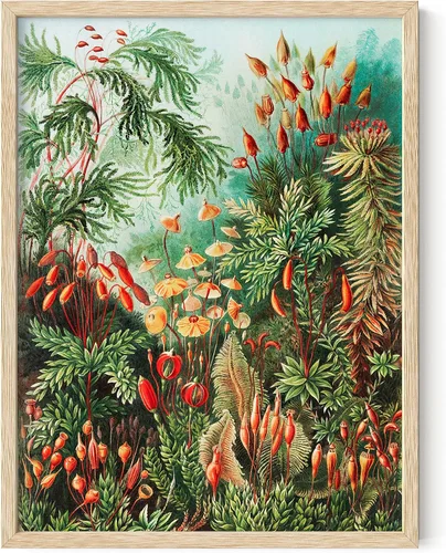 HAUS AND HUES Póster de Ernst Haeckel - Impresión botánica vintage, arte de pared de flores y plantas, decoración Cottagecore, impresión artística