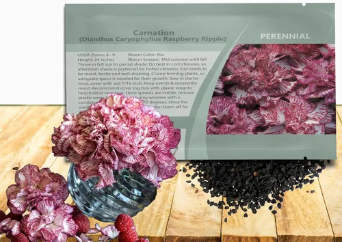 Miniatura 15 de Outsidepride Semillas de clavel magenta – 2000 piezas de semillas de flores perennes, fáciles de cultivar para plantar con flores fragantes, ideales