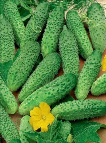 Miniatura 7 de Semillas raras de pepino Titus F1 Pickling Mid-Early Heirloom Vegetal para plantar 40 semillas sin OMG