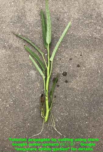 Miniatura 6 de 2026 EarlyBird-Siembre en Otoño/Primavera. Semillas de Baby Bok Choy de HipGirl para Brotes, Semillas de Repollo para Plantar, Siembra de Semillas
