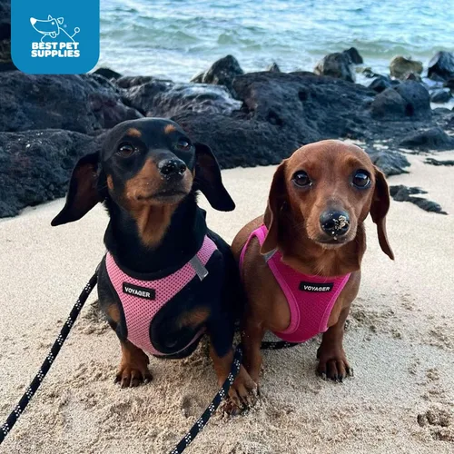 Miniatura 10 de Best Pet Supplies Voyager Step-in Air - Arnés de malla para todo tipo de clima, reflectante, antitirones, para perro y gato pequeño y mediano, Arnés