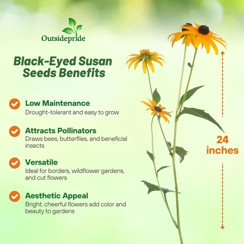 Miniatura 3 de Outsidepride Black Eyed Susan Rudbeckia Seeds - Semillas de flores perennes, fáciles de cultivar y auto-siembradas para plantar flores amarillas