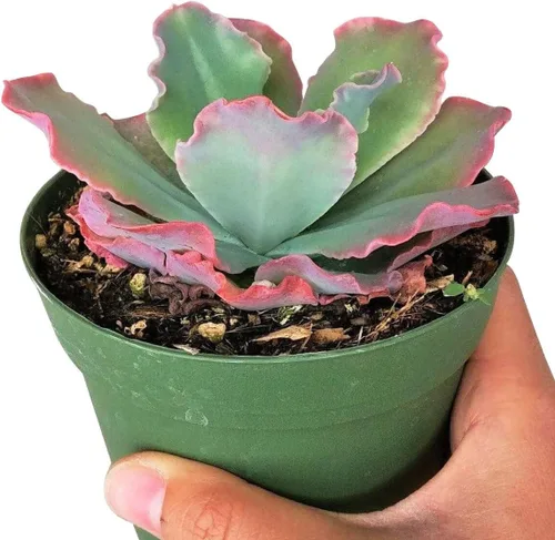 Miniatura 3 de Live Echeveria - Plantas suculentas Echeveria de 4 pulgadas con raíces completas, suculentas de interior vivas de fácil cuidado para regalo