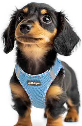 Miniatura 85 de rabbitgoo Arnés para perro pequeño, chaleco de malla suave para cachorros con hebilla de seguridad, arnés reflectante transpirable para mascotas