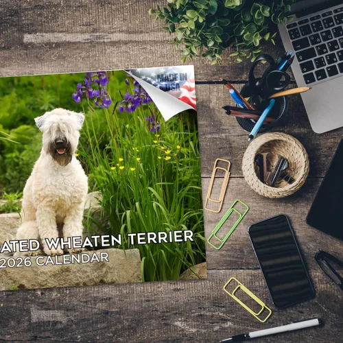 Miniatura 70 de Razas de Perros 2017 ESKIMO AMERICANO