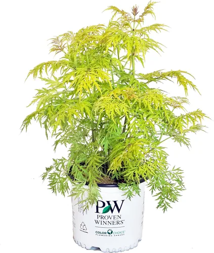 Green Promise Farms Sambucus NIGRA `Black LACE` (saúco) Arbusto, contenedor de 3 tamaños, flores rosadas