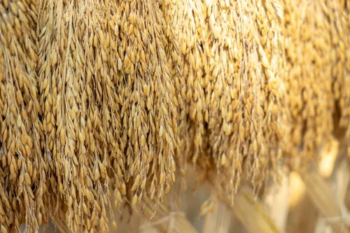 Miniatura 6 de Arroz basmati marrón, 3 libras – Grano entero, variedad de arroz de grano largo, fragante, kosher, vegano, a granel. Menos contenido de almidón.
