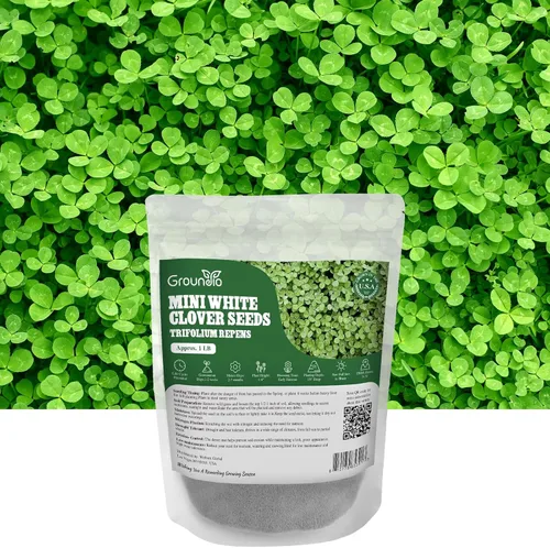 Groundio Mini semillas de trébol blanco de 1 libra, 4-6 pulgadas de alto perenne enano holandés trifolium, cubierta de suelo de bajo mantenimiento,