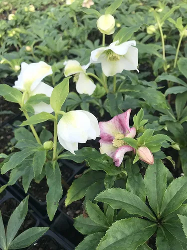 Miniatura 2 de Mezcla de rosa cuaresmal y eléboro 5 plantas a raíz desnuda, ideal para plantar en otoño