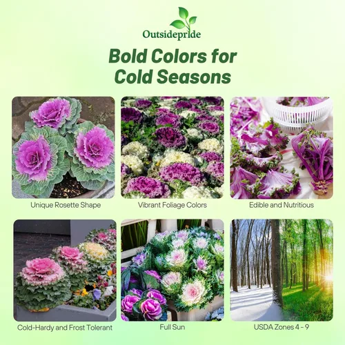 Miniatura 2 de Outsidepride Semillas ornamentales de col rizada – 1000 unidades. Anuales, fáciles de cultivar y resistentes al frío, semillas de flores