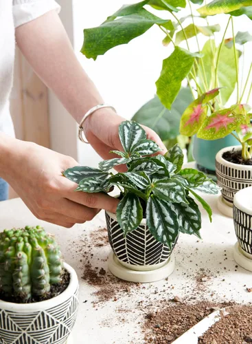 Miniatura 3 de LE TAUCI Macetas bohemias para suculentas de 3 pulgadas, macetas pequeñas artesanales para suculentas, macetas pequeñas de cemento para plantas